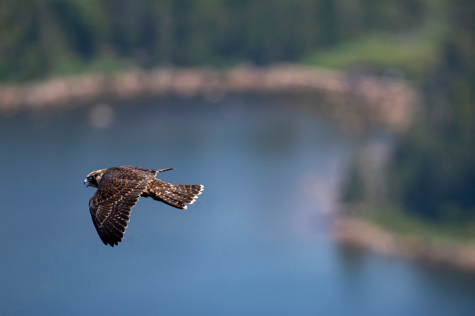 Temporary closures for peregrine falcon nesting in Acadia National Park