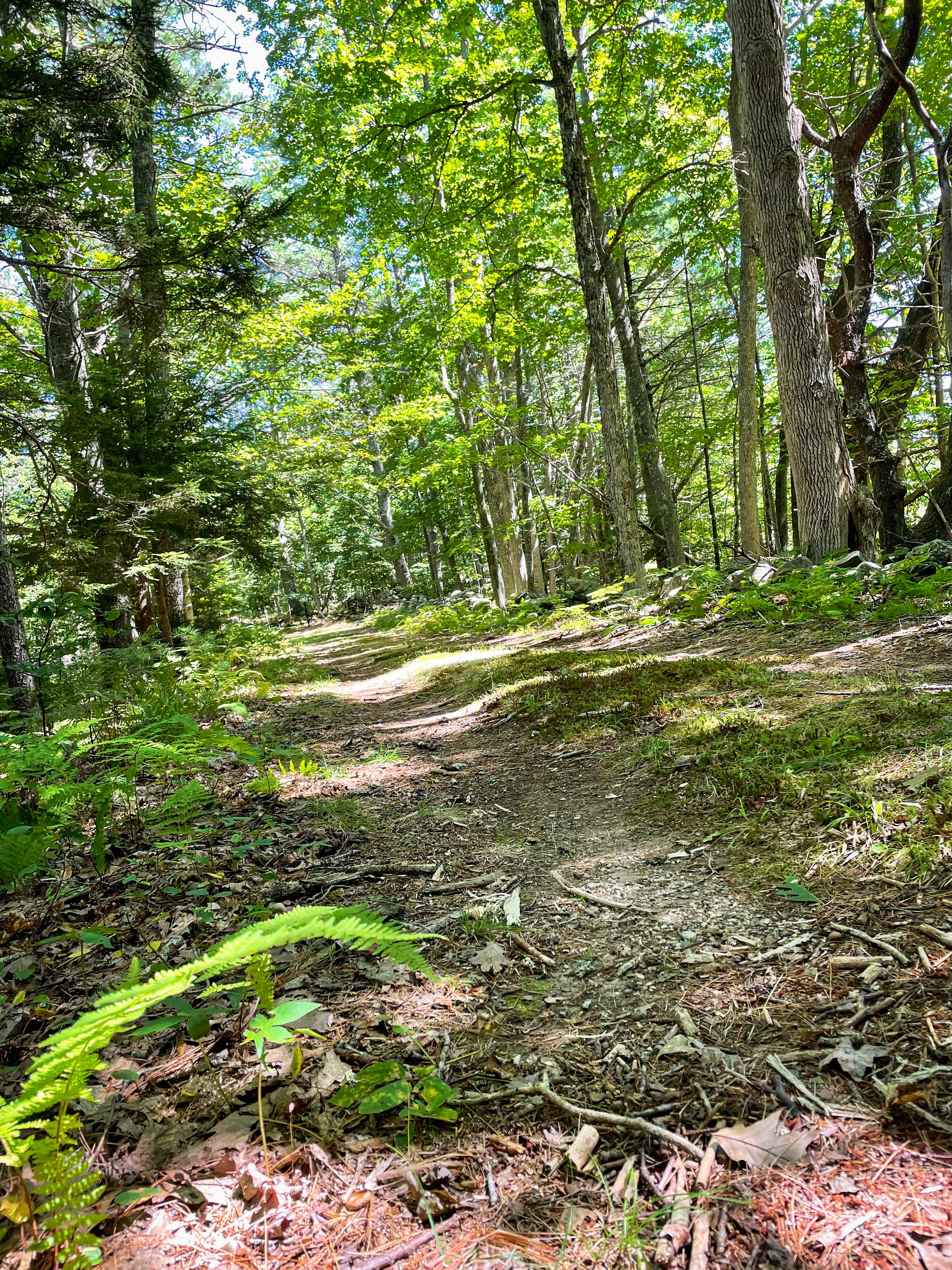 A moss-lined trail continues ahead through tall green pine trees.