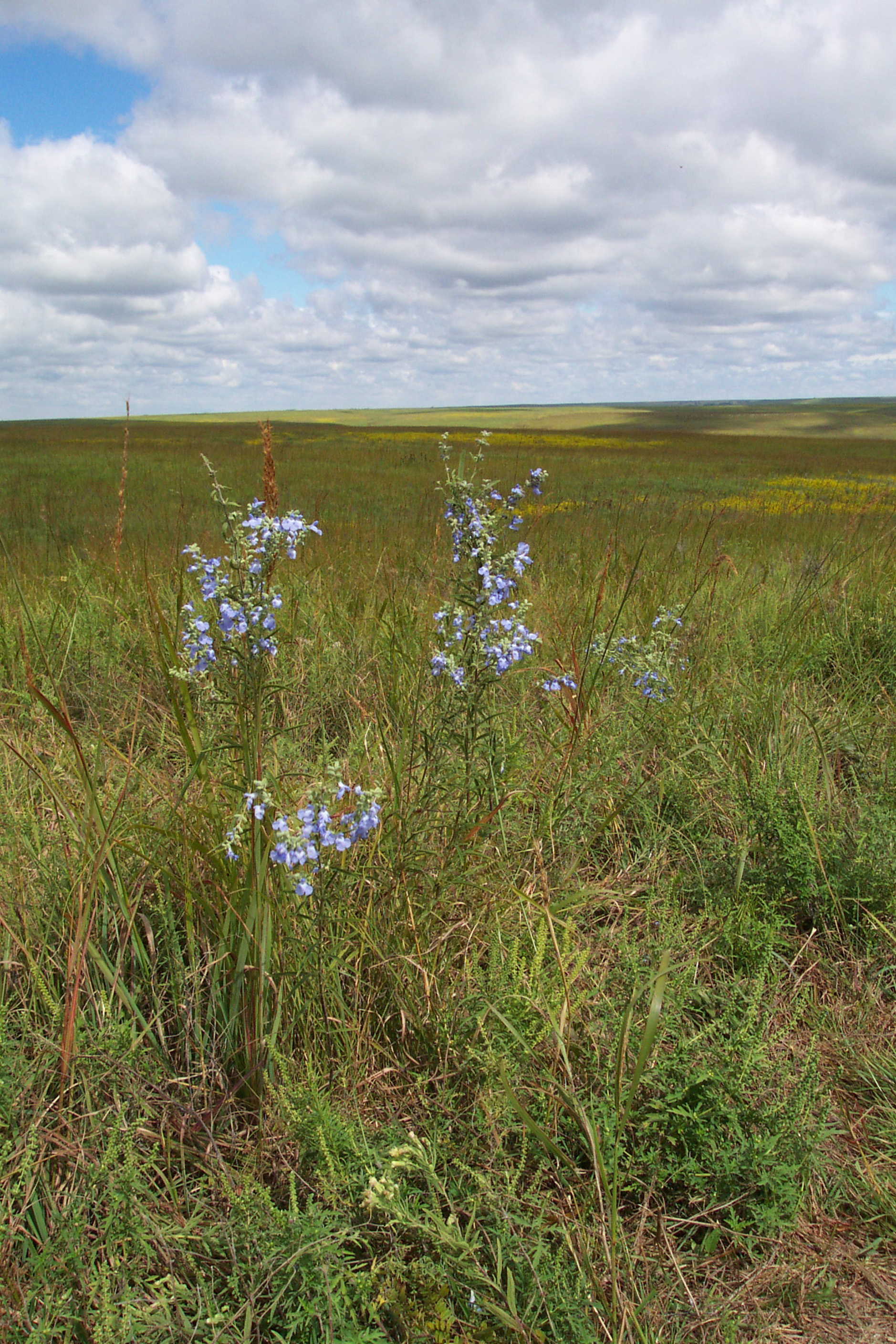 Tallgrass Prairie National Preserve