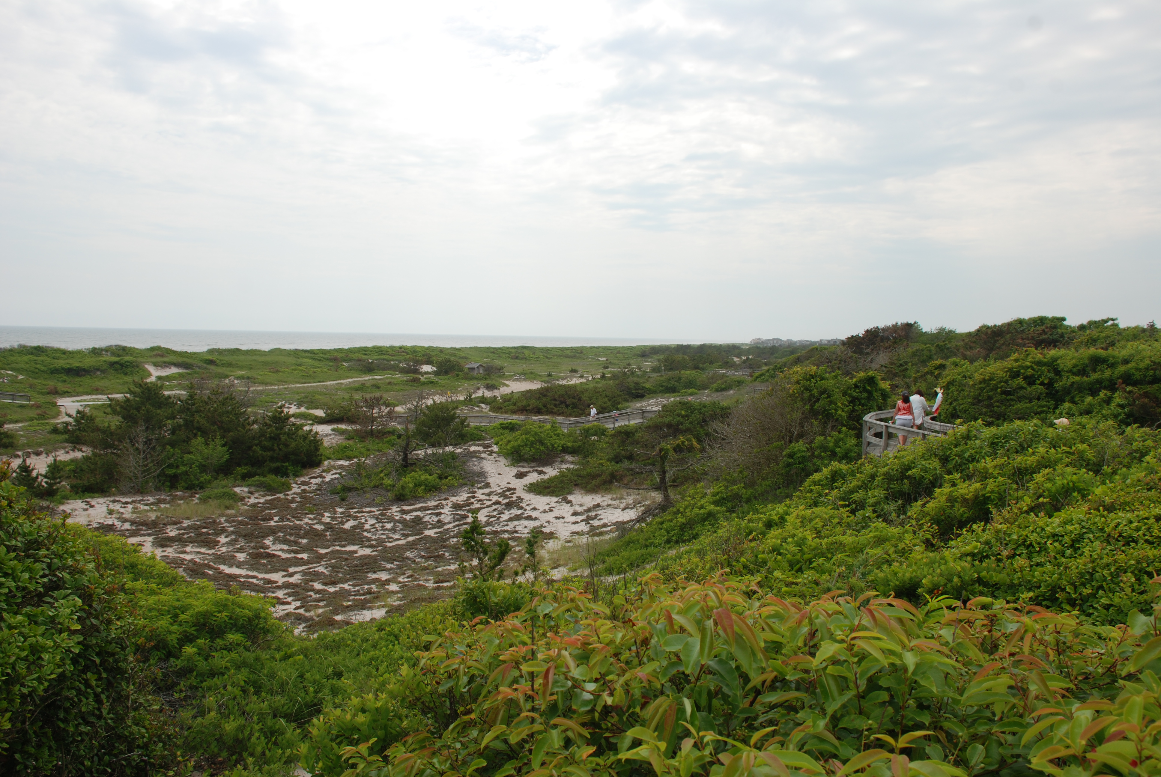 View of ocean and primary dune with boardwalk winding up to the Sunken Forest overlook.