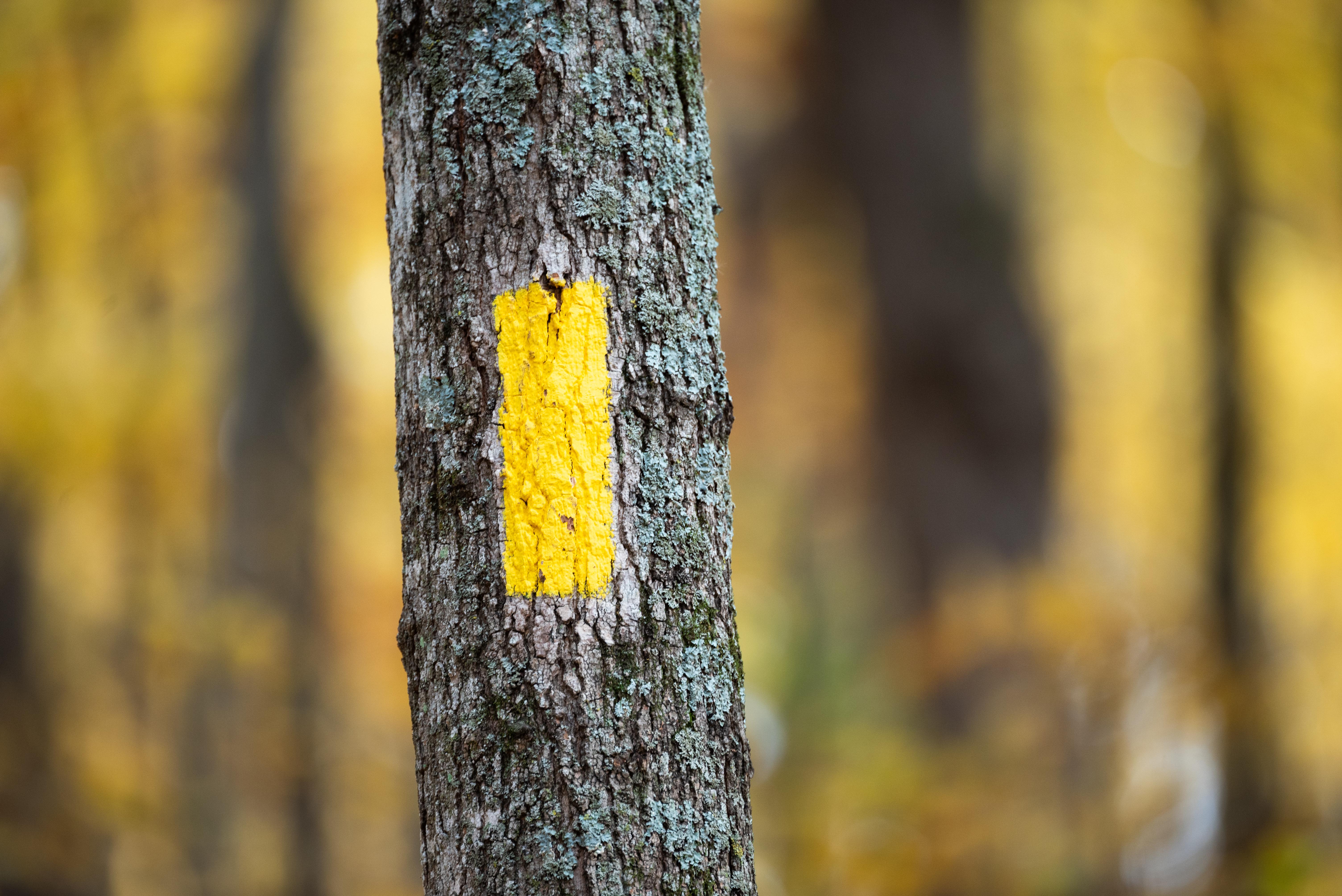 Photograph of a yellow rectangular blaze painted onto the trunk of a tree.