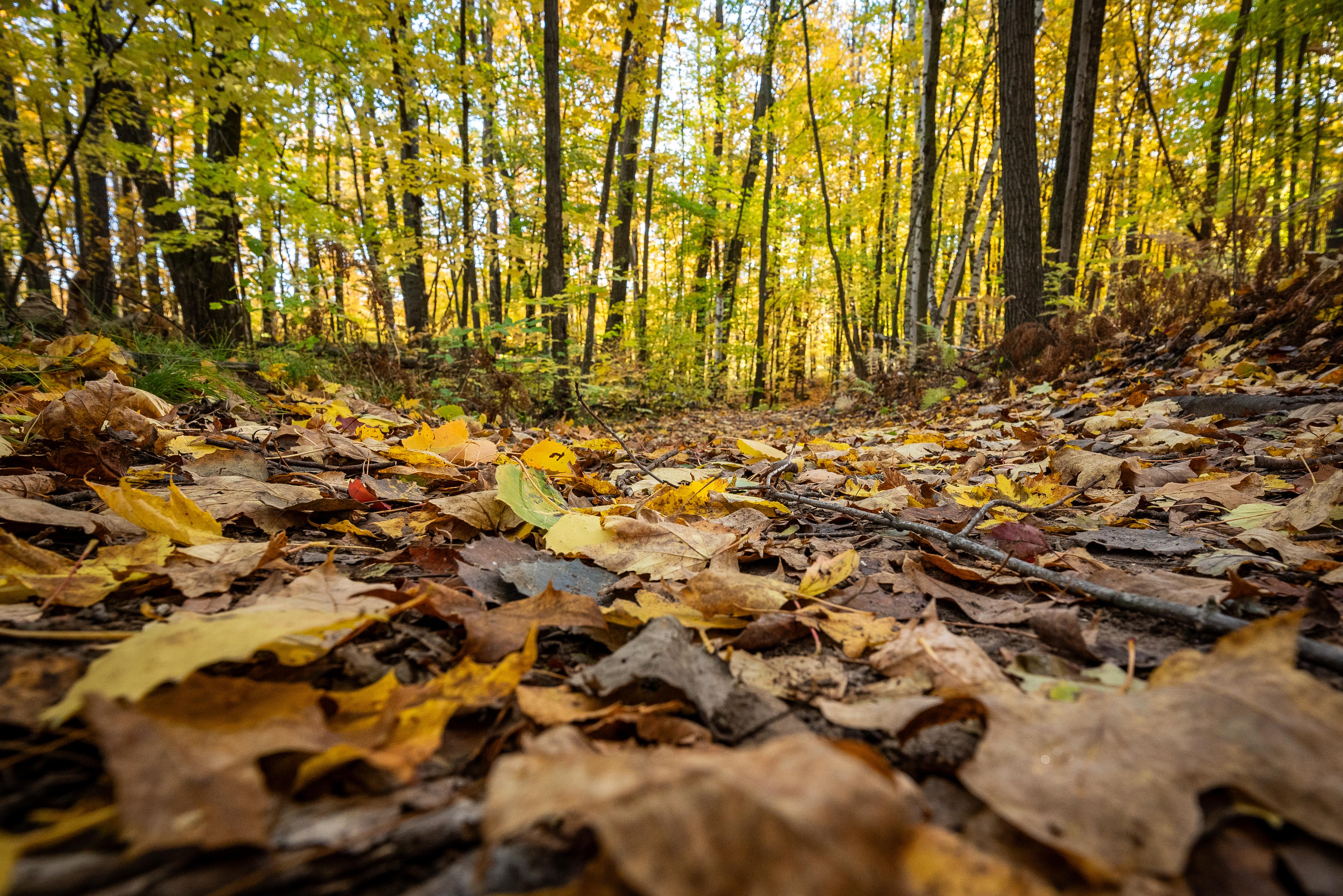 Photograph of leaf covered trail in autumn.