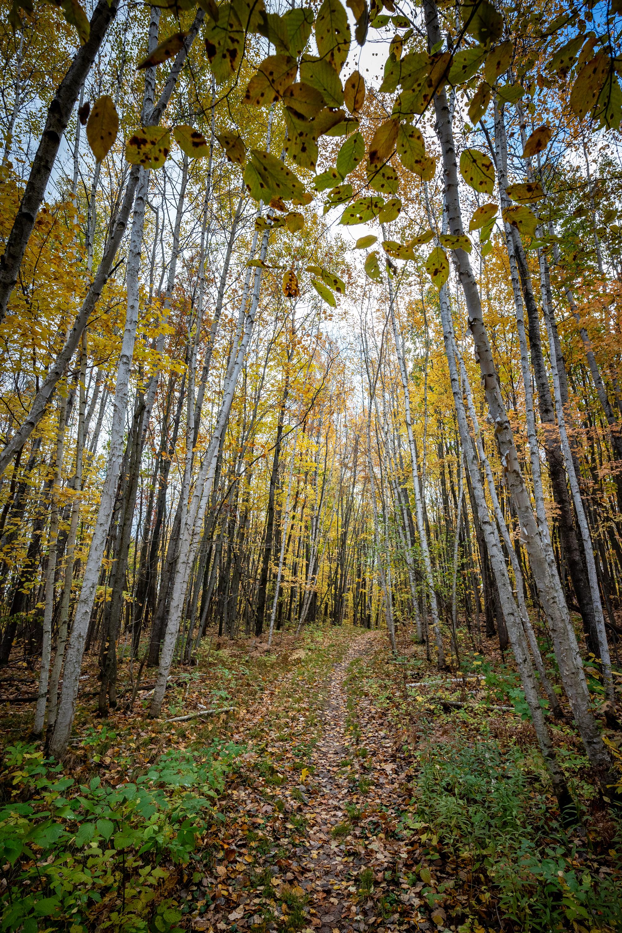 Photograph of autumn forest scene with dirt trail littered with colorful leaves leading into forest,