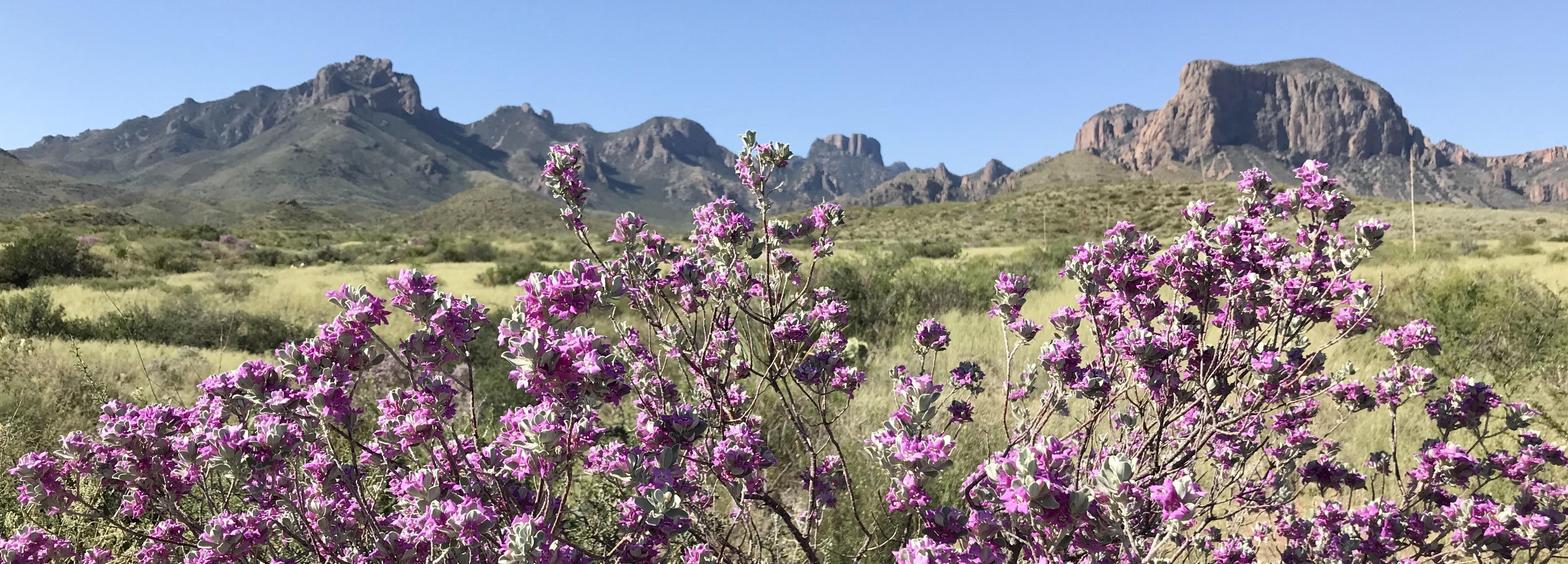 Big Bend National Park