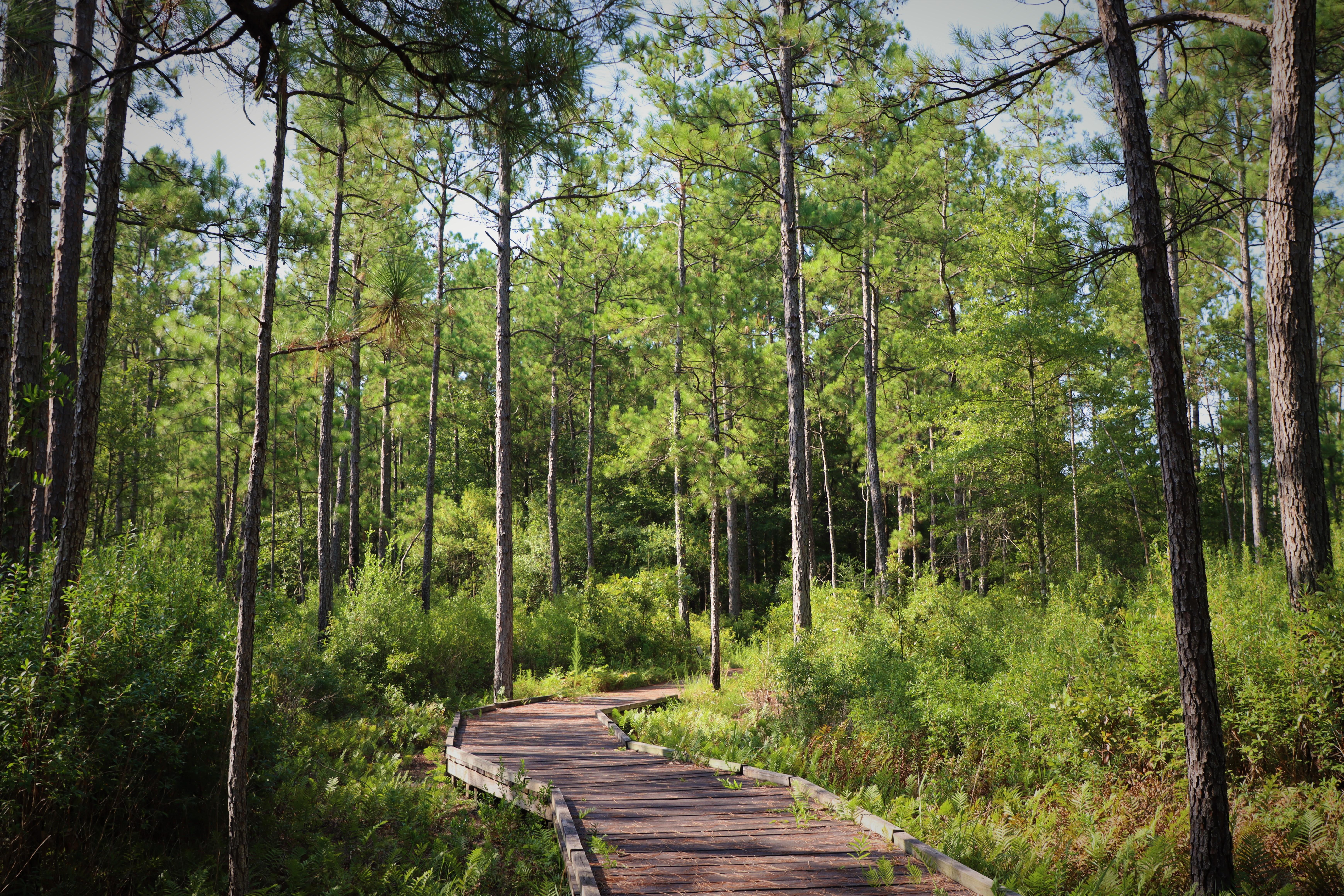 A wooden boardwalk meanders through a sunny forest of pines and ferns.